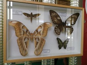 Butterfly House Sardegna I pannelli didattici